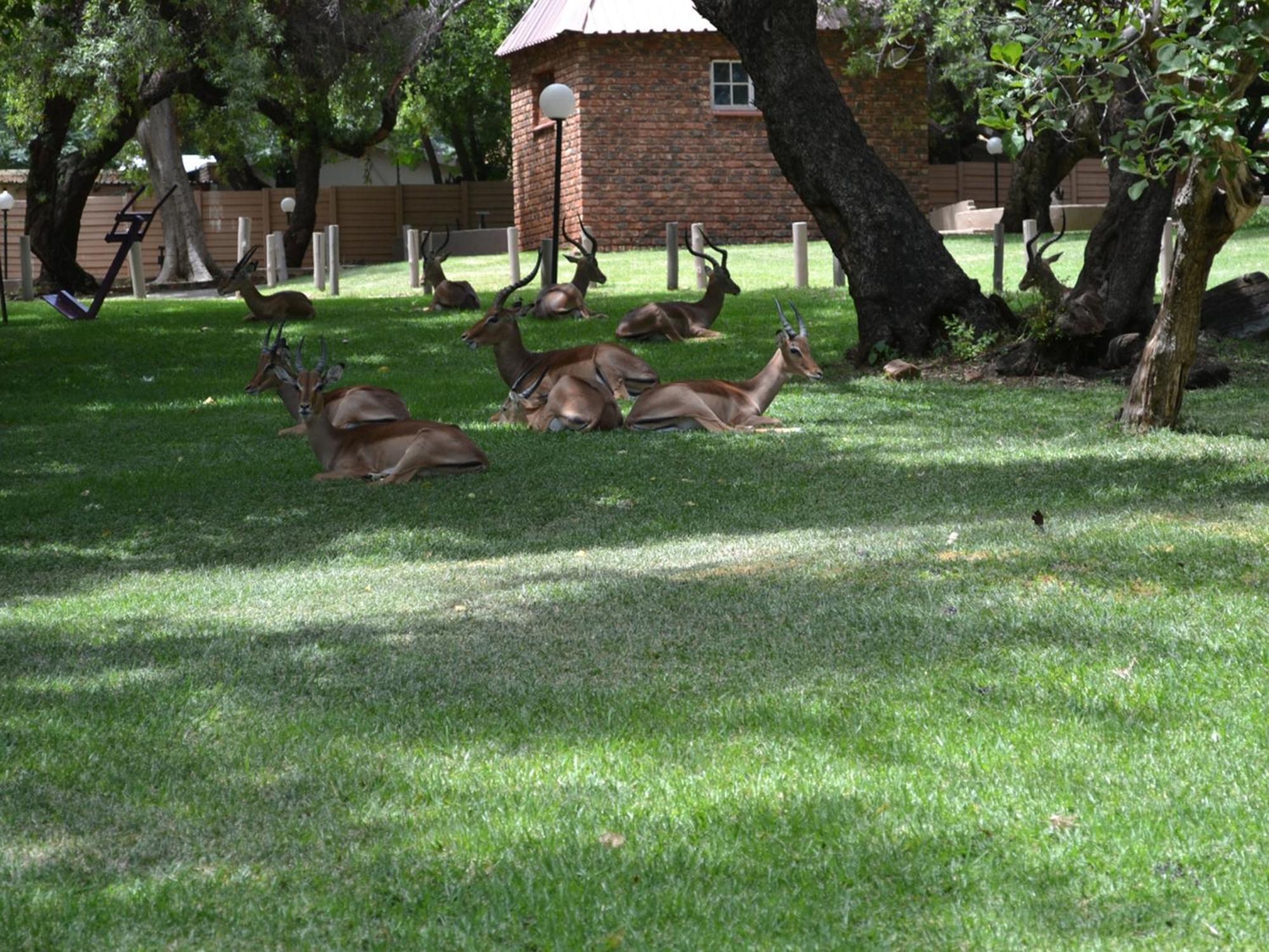 Mount Amanzi Hotel Hartbeespoort Exterior photo